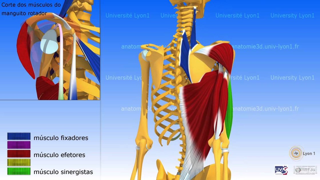 Músculos e Movimentos da Cintura Escapular - Fisioterapia Ortopédica
